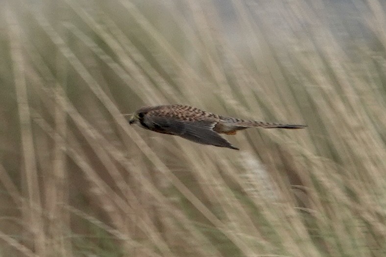 Faucon crécerelle - ML645159642