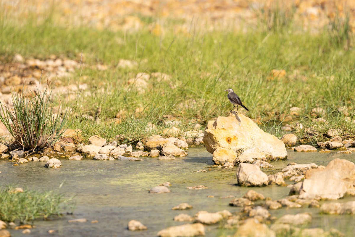 Bergeronnette citrine - ML645159643