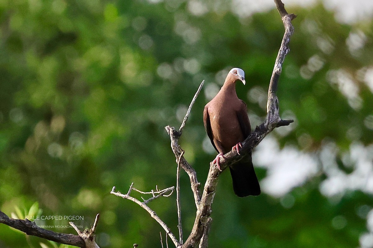 Pigeon marron - ML645159644