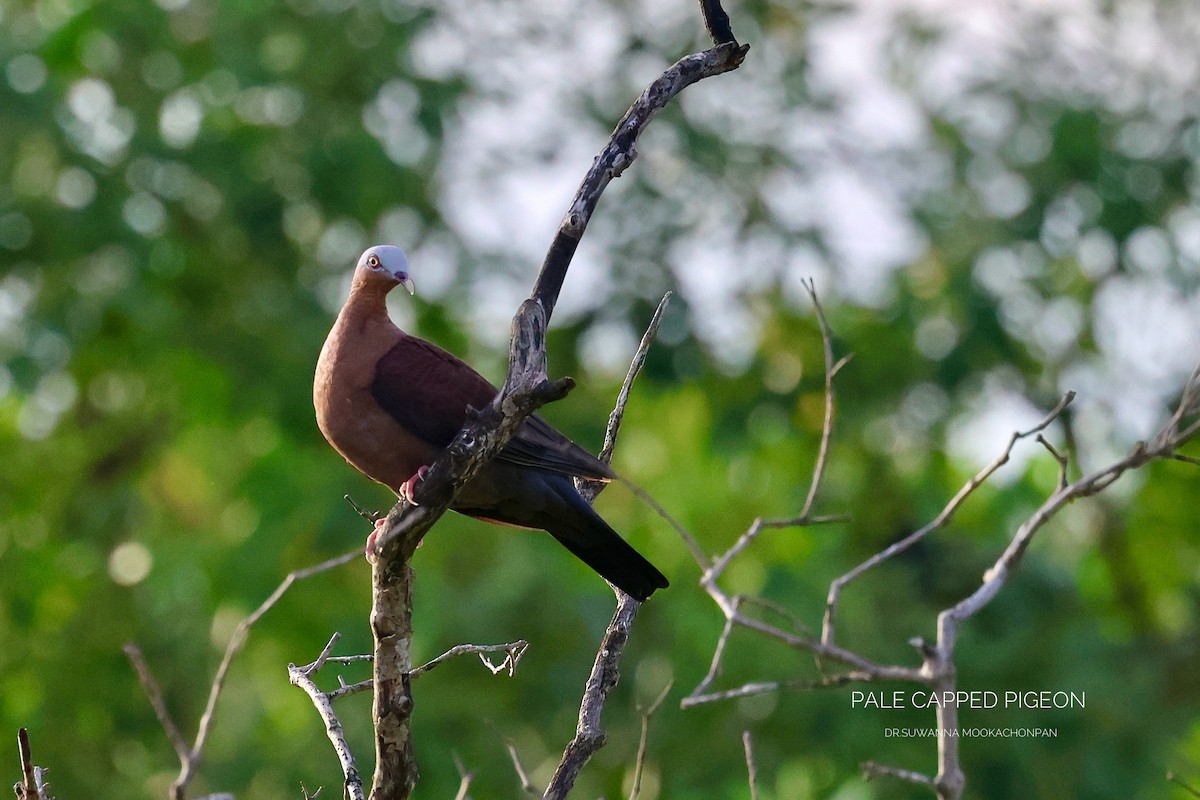 Pigeon marron - ML645159645