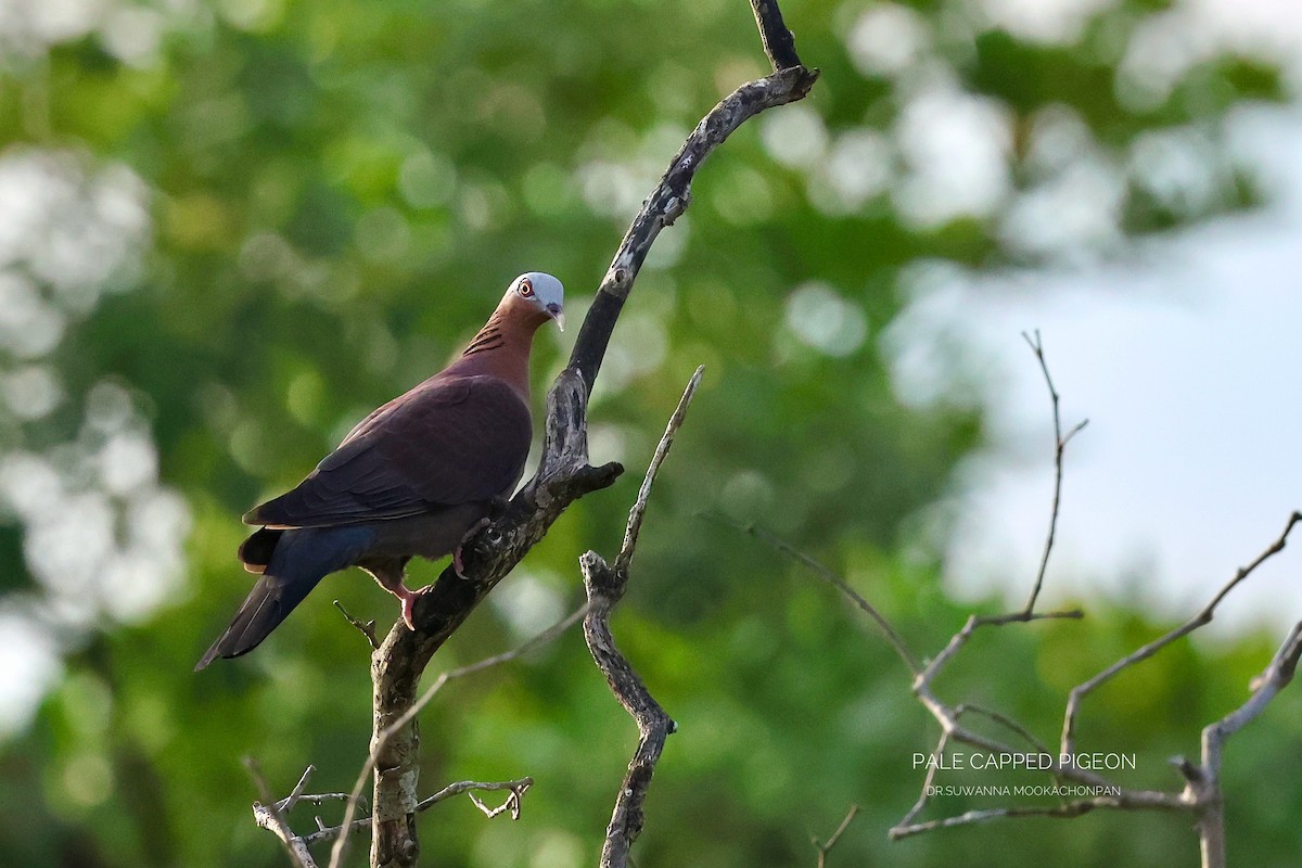 Pigeon marron - ML645159646