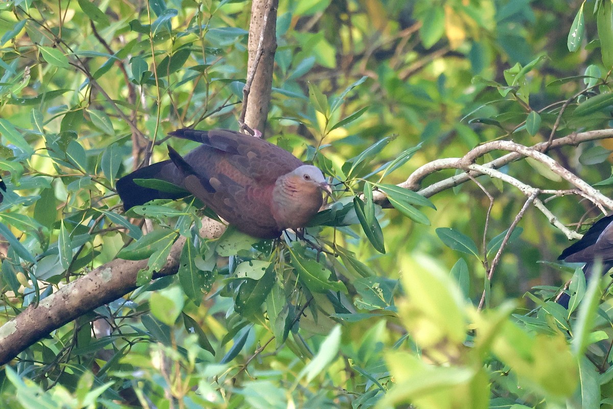 Pigeon marron - ML645159647
