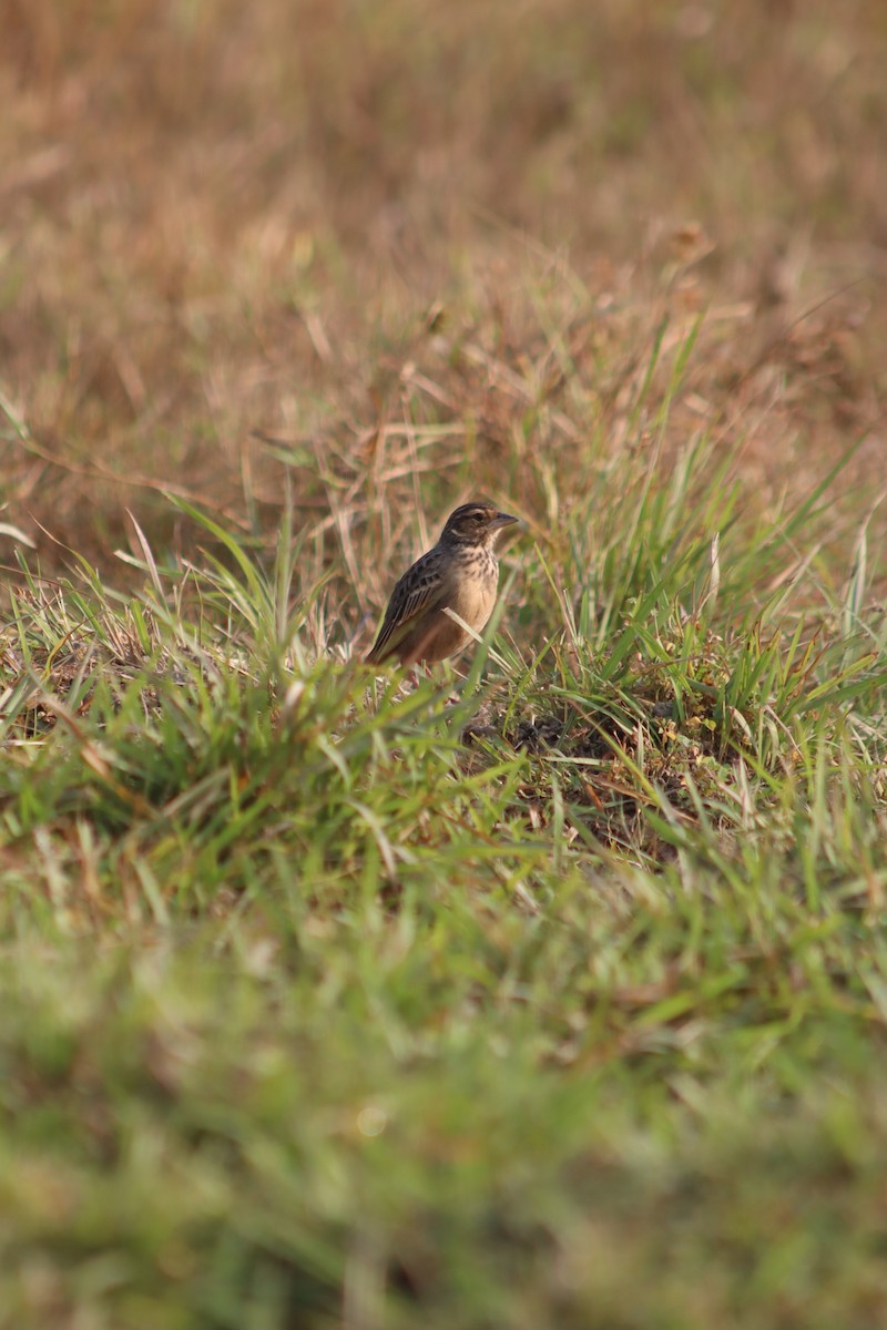 Alouette d'Assam - ML645159648