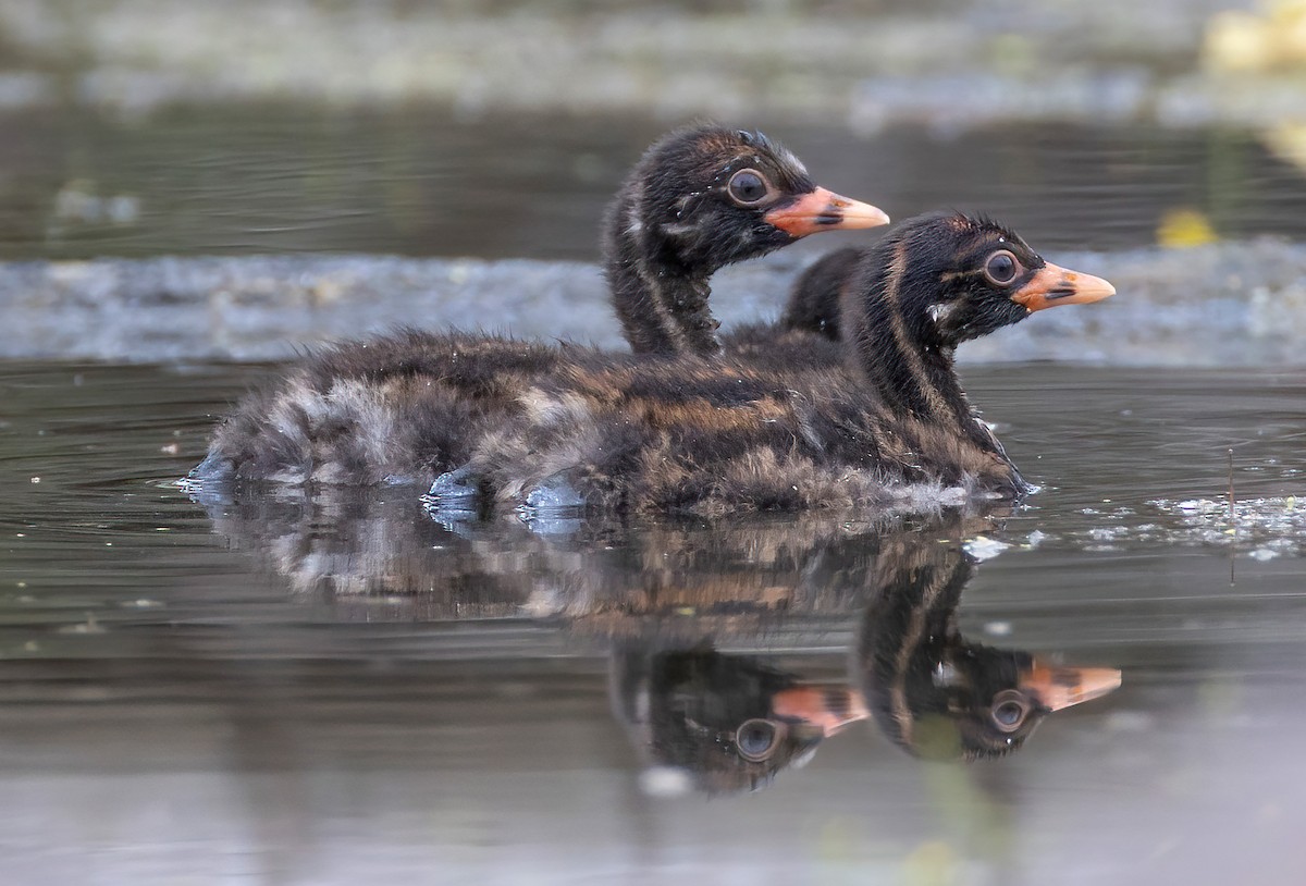 potápka malá - ML645159650