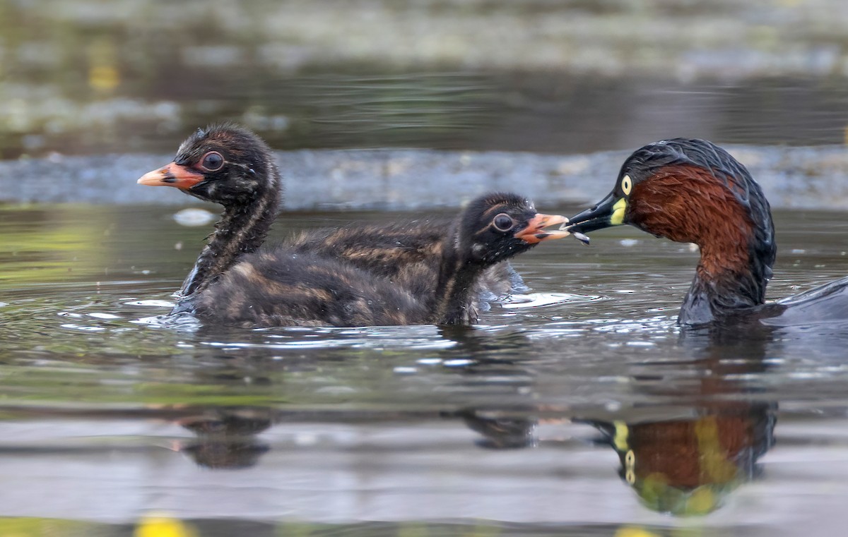 potápka malá - ML645159651