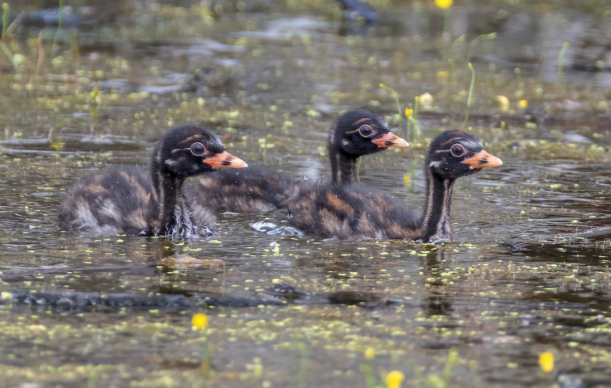 potápka malá - ML645159652