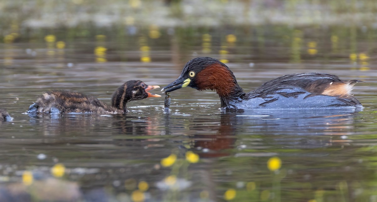 potápka malá - ML645159653