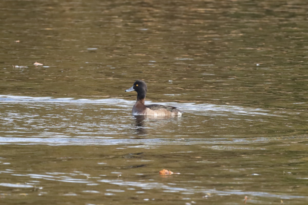 Fuligule morillon - ML645159654