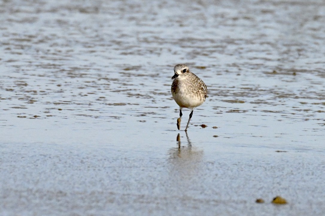 Pluvier argenté - ML645159655