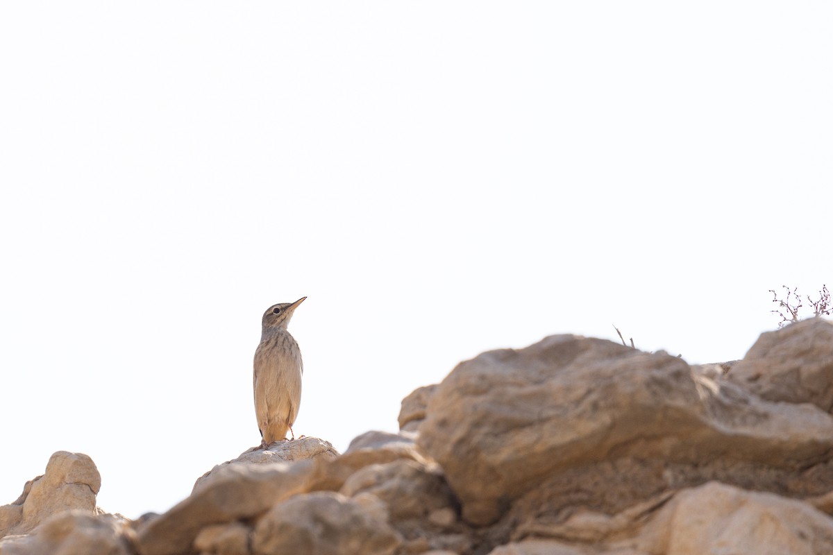 Pipit à long bec - ML645159656