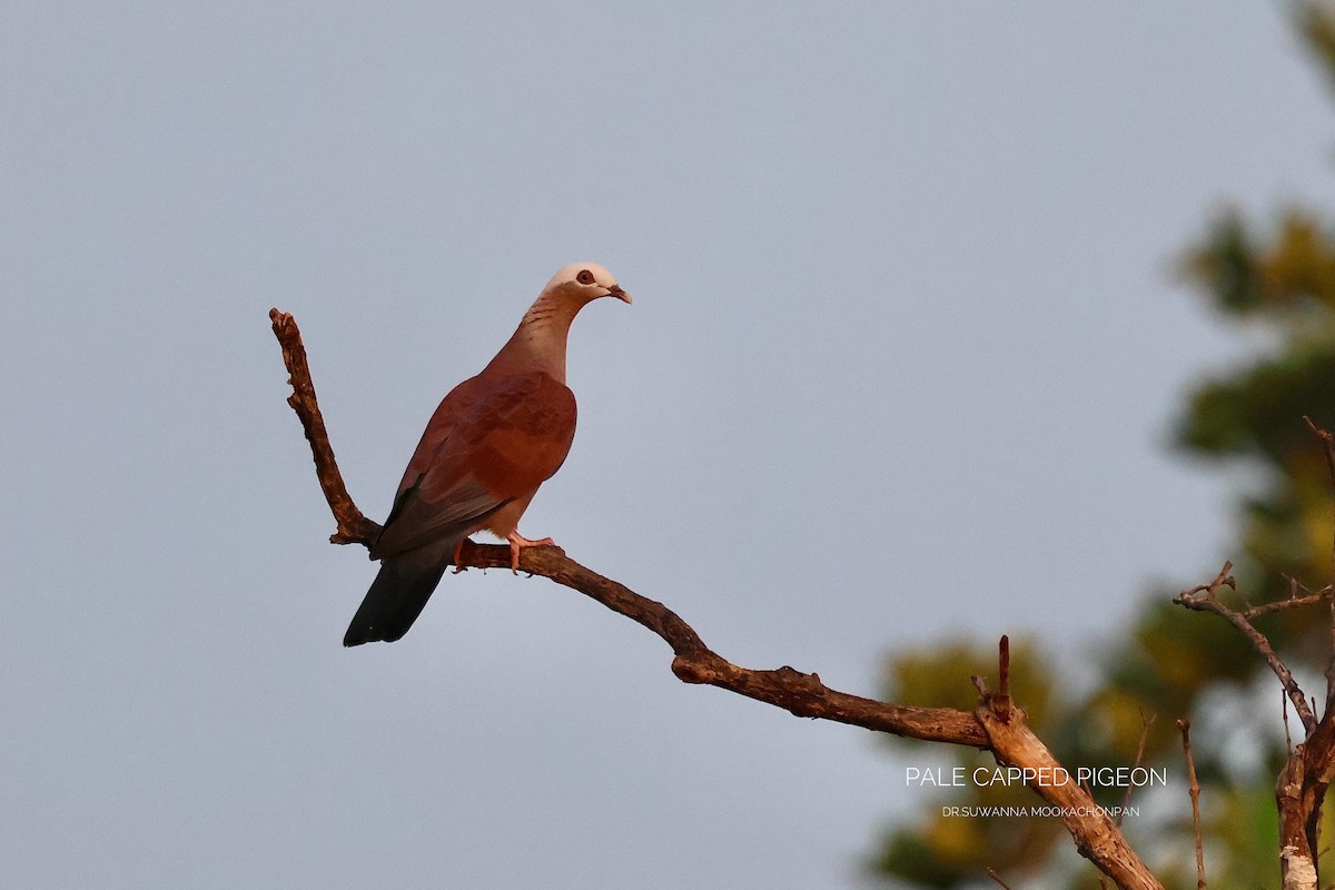Pigeon marron - ML645159657