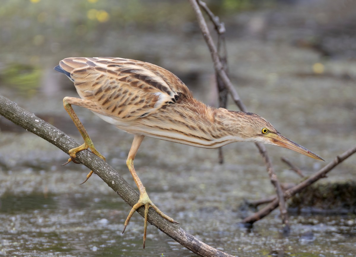 Blongios de Chine - ML645159659
