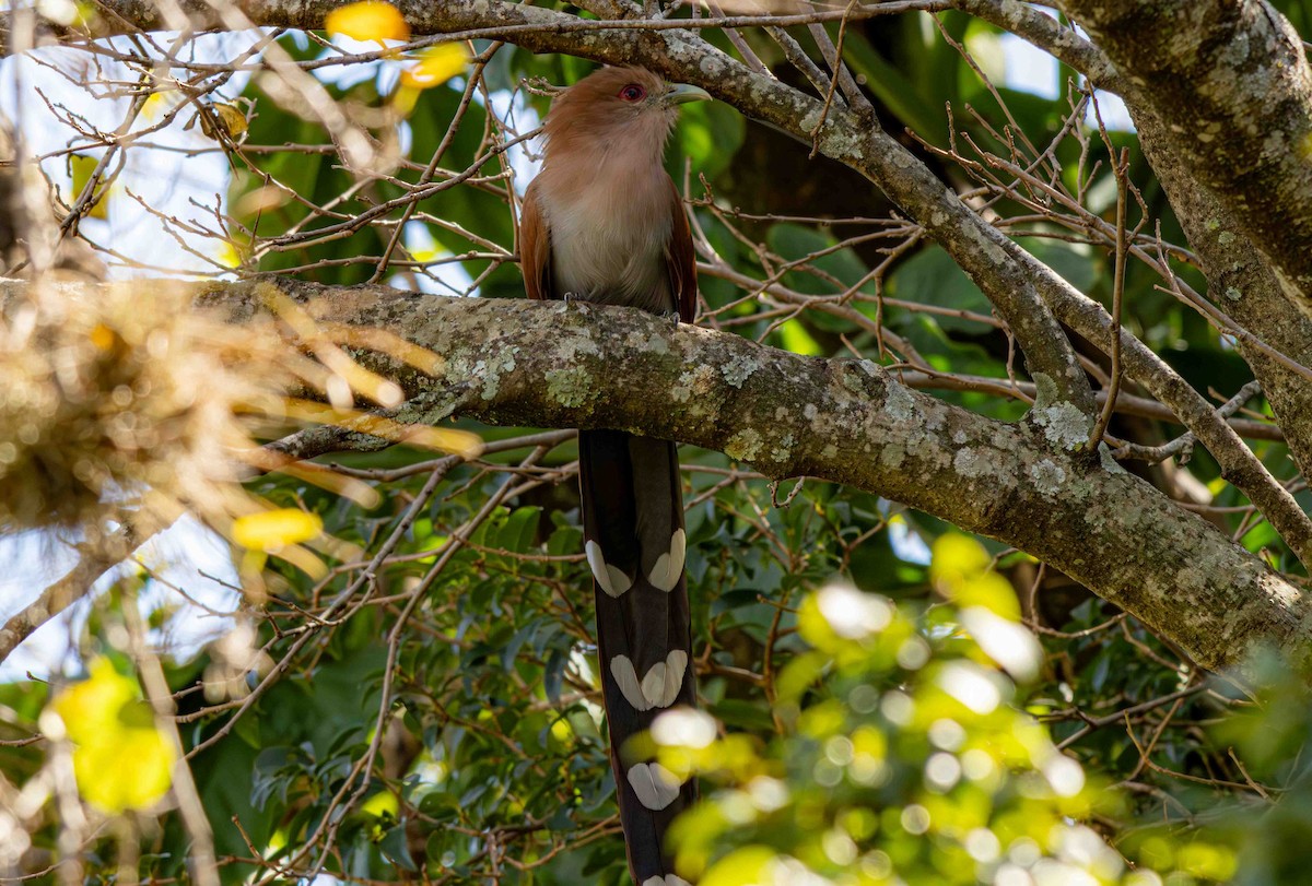 Piaye écureuil - ML645159661