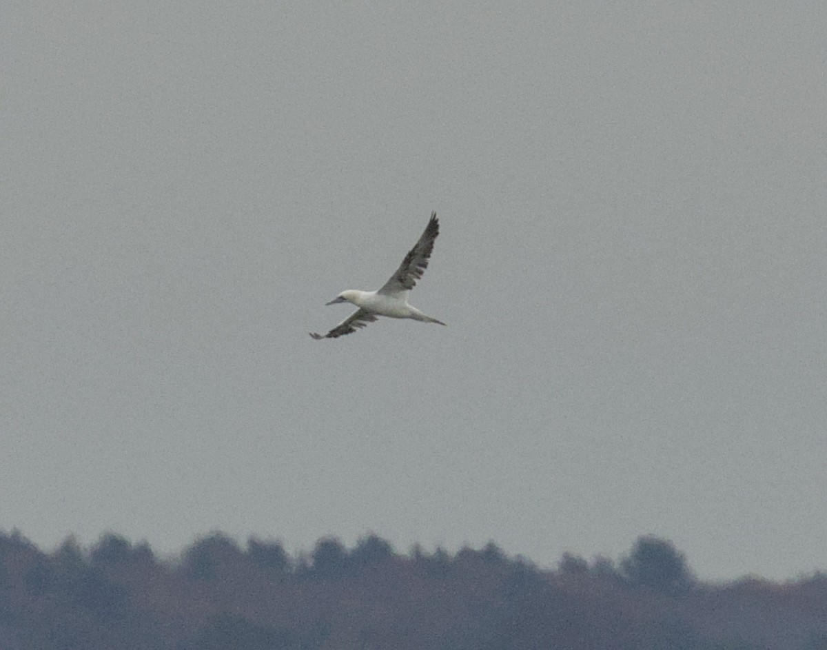 Fou de Bassan - ML645159662