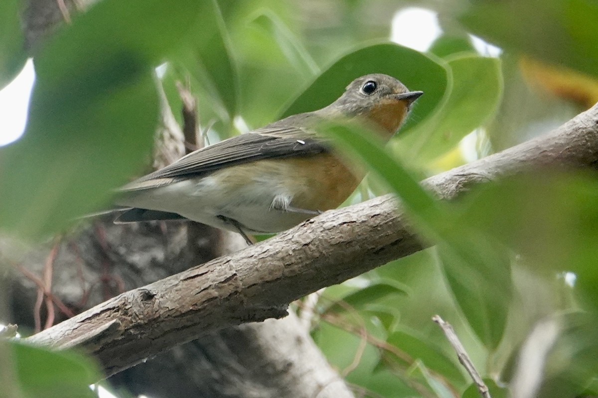 Gobemouche mugimaki - ML645159663