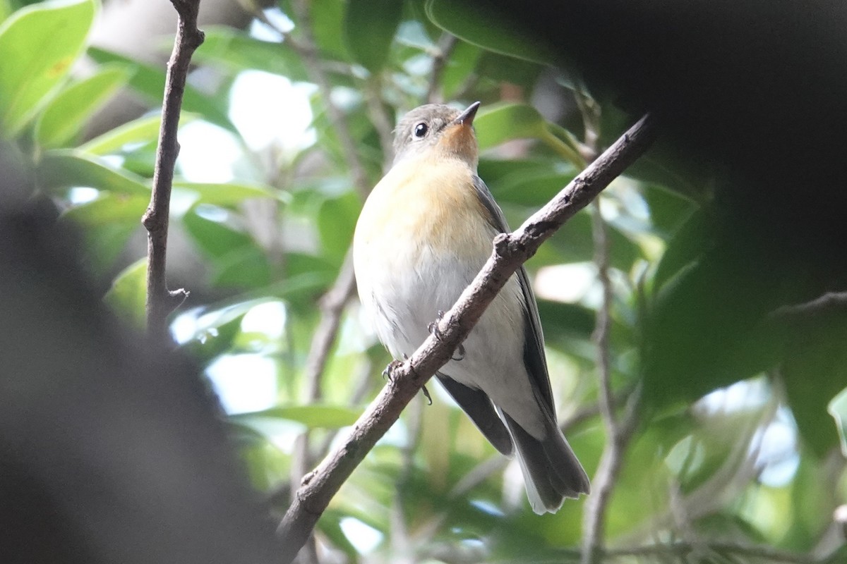 Gobemouche mugimaki - ML645159664