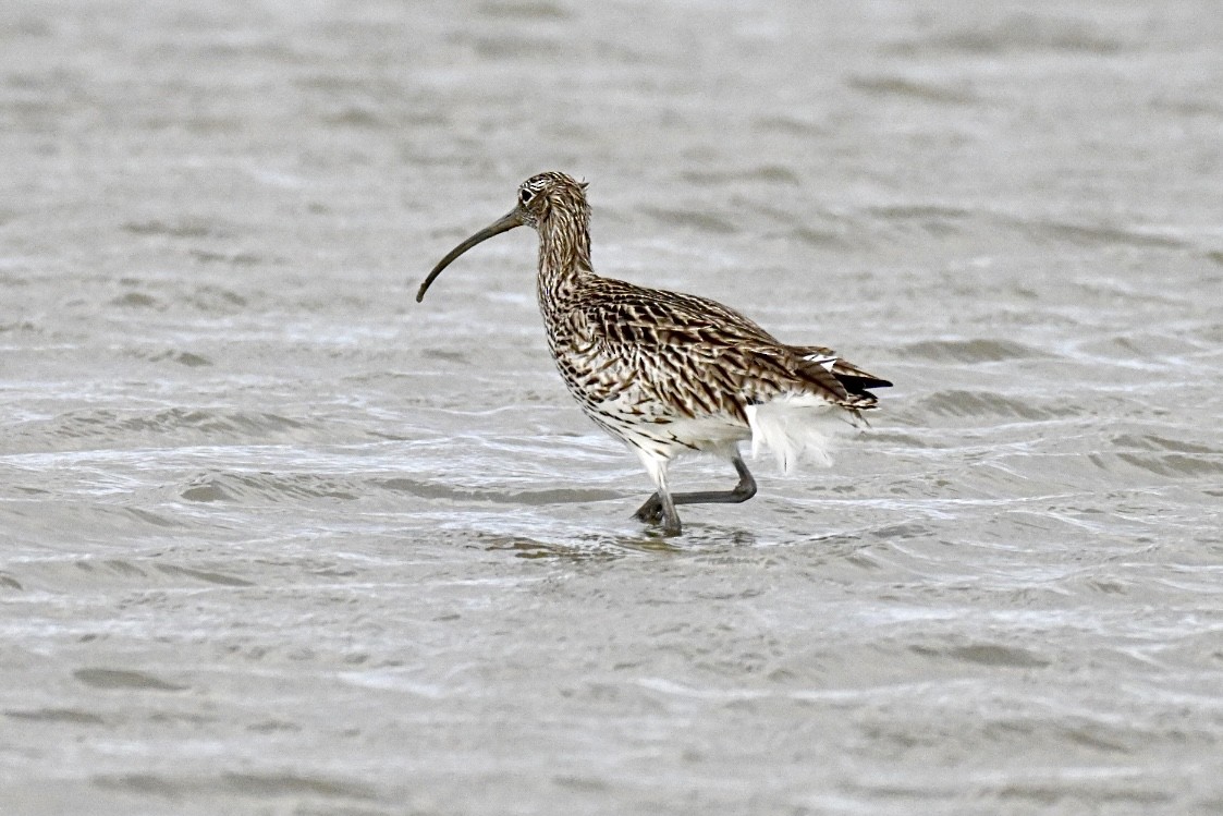 Courlis cendré - ML645159667