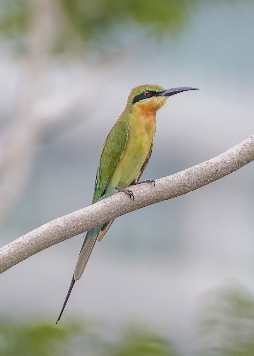 Guêpier à queue d'azur - ML645159670