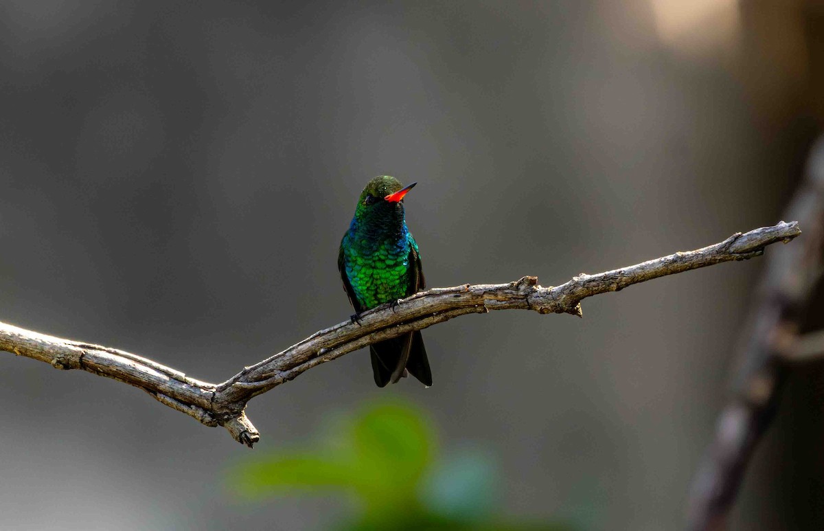 Émeraude splendide - ML645159671