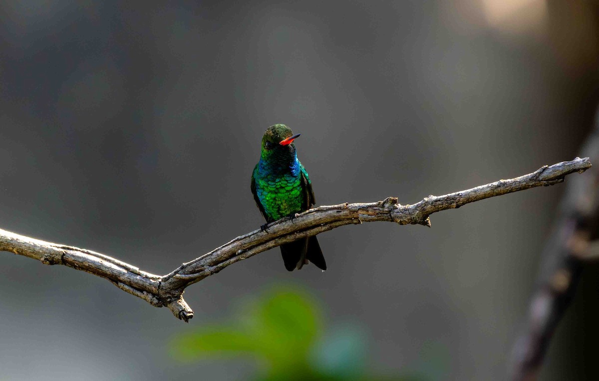 Émeraude splendide - ML645159672