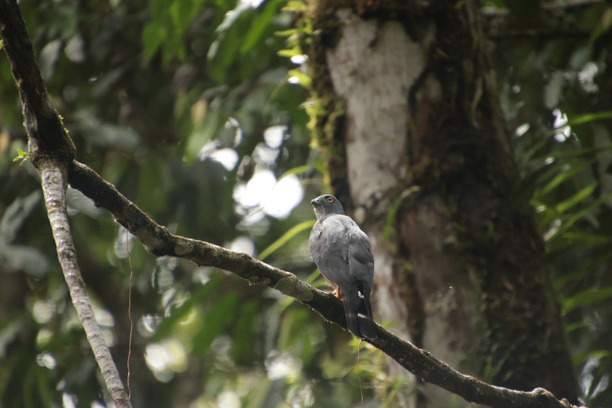 Harpage bidenté - ML645159673