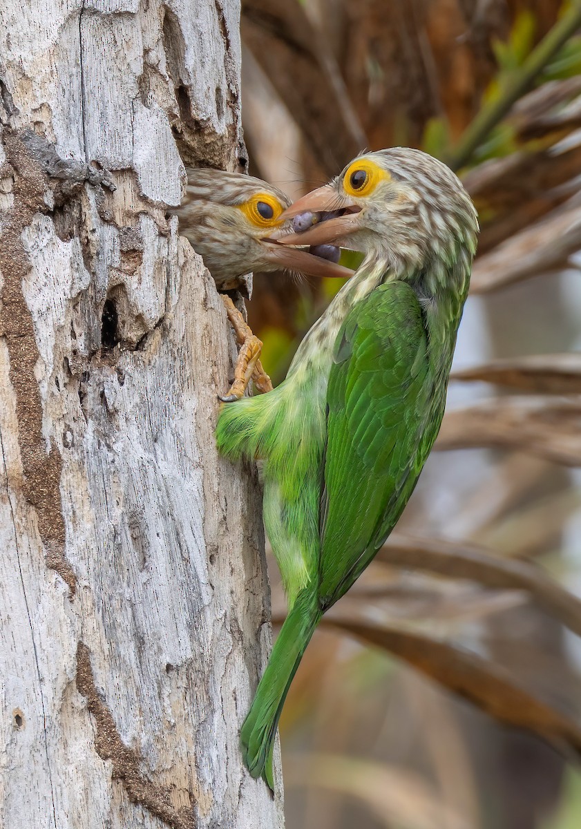 シロボシオオゴシキドリ - ML645159675