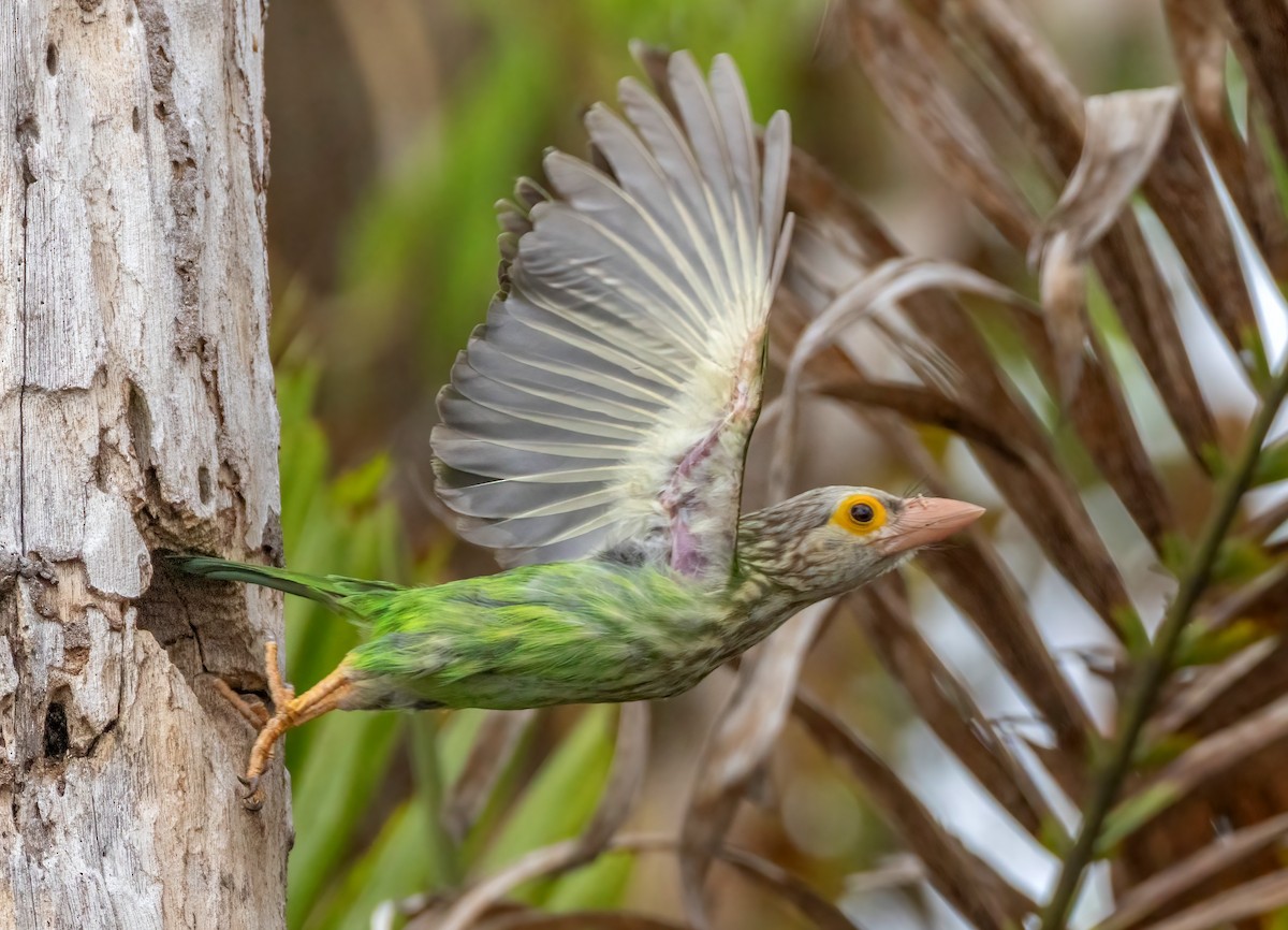 シロボシオオゴシキドリ - ML645159676