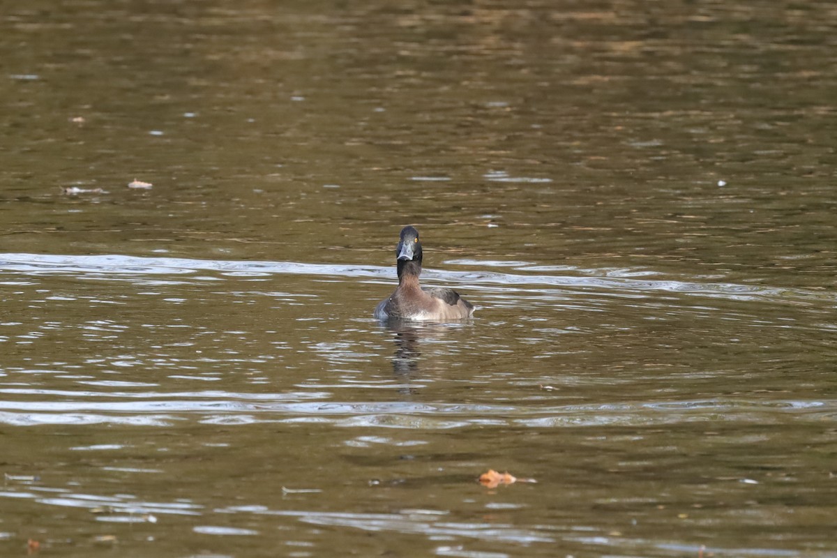 Fuligule morillon - ML645159679