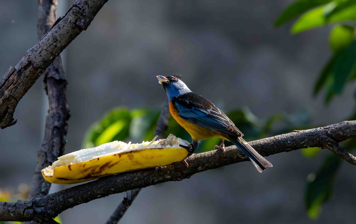 Tangara fourchu - ML645159681