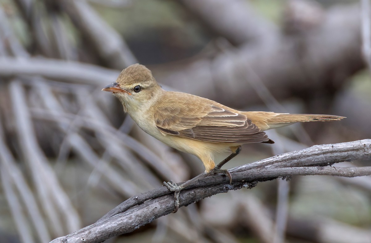 rákosník východní - ML645159693