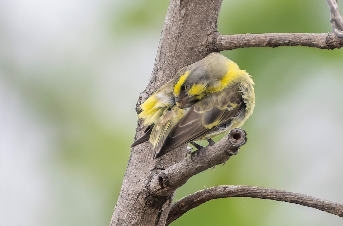 zvonohlík žlutočelý - ML645159702