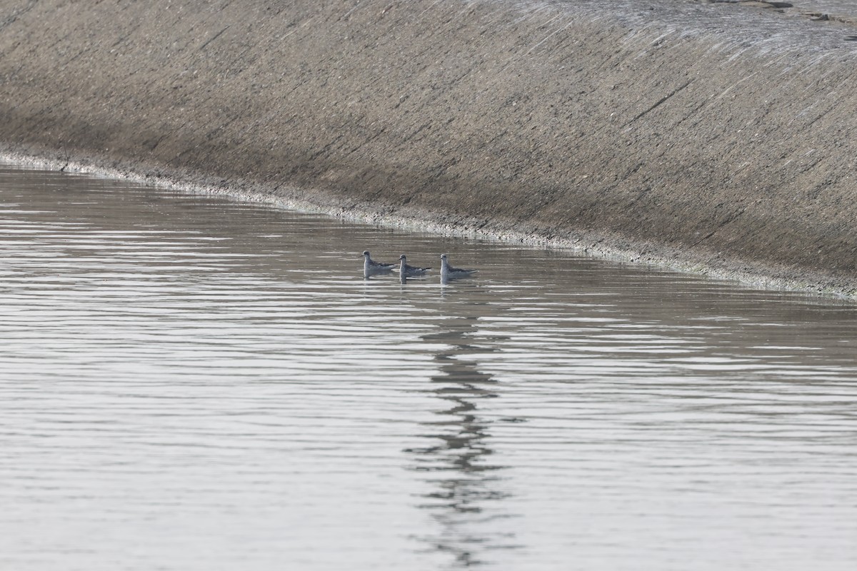Плавунець круглодзьобий - ML645159708
