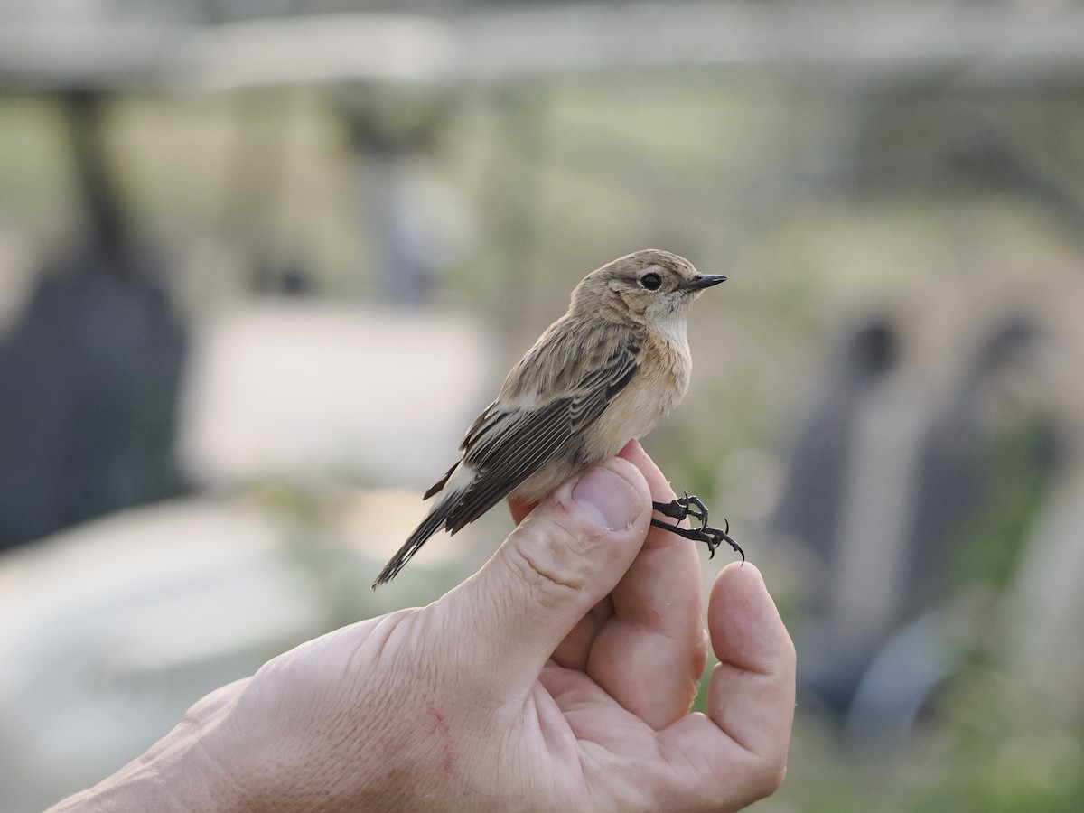 bramborníček sibiřský - ML645159710