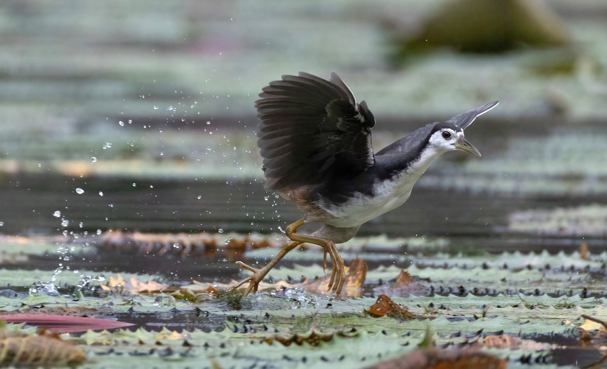 chřástal běloprsý - ML645159744