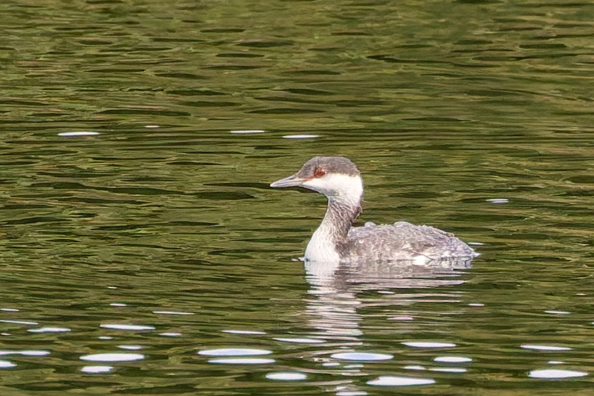 potápka žlutorohá - ML645159748