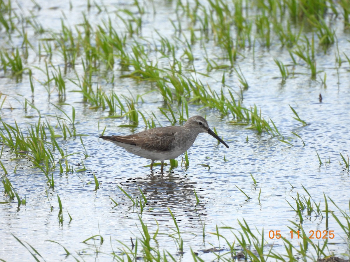 Stilt Sandpiper - ML645159758