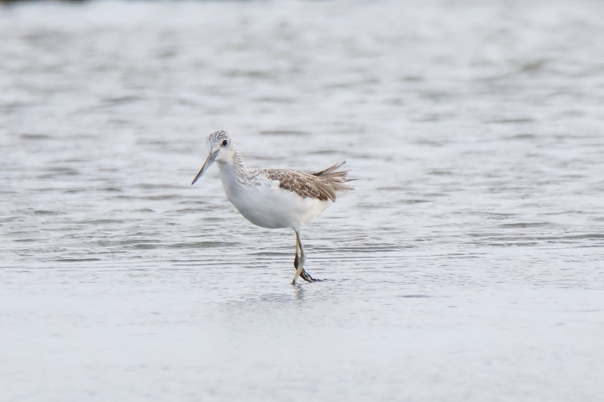 Common Greenshank - ML645159770
