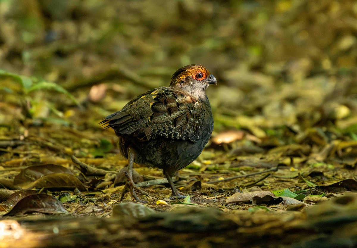 Токро бразильський - ML645159771