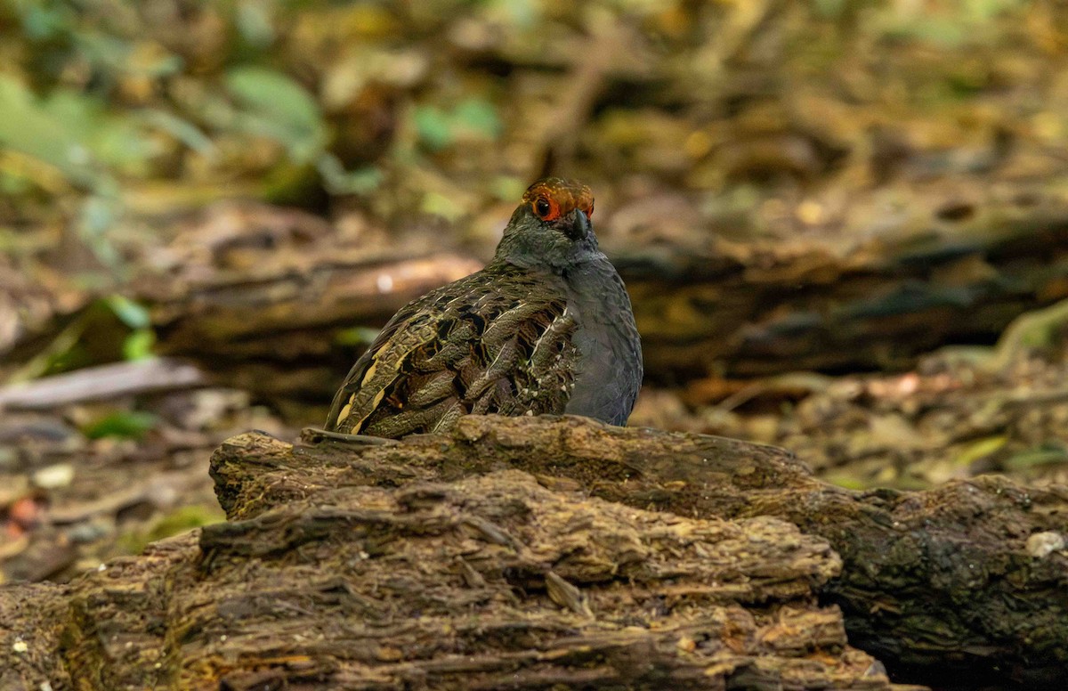 Токро бразильський - ML645159772