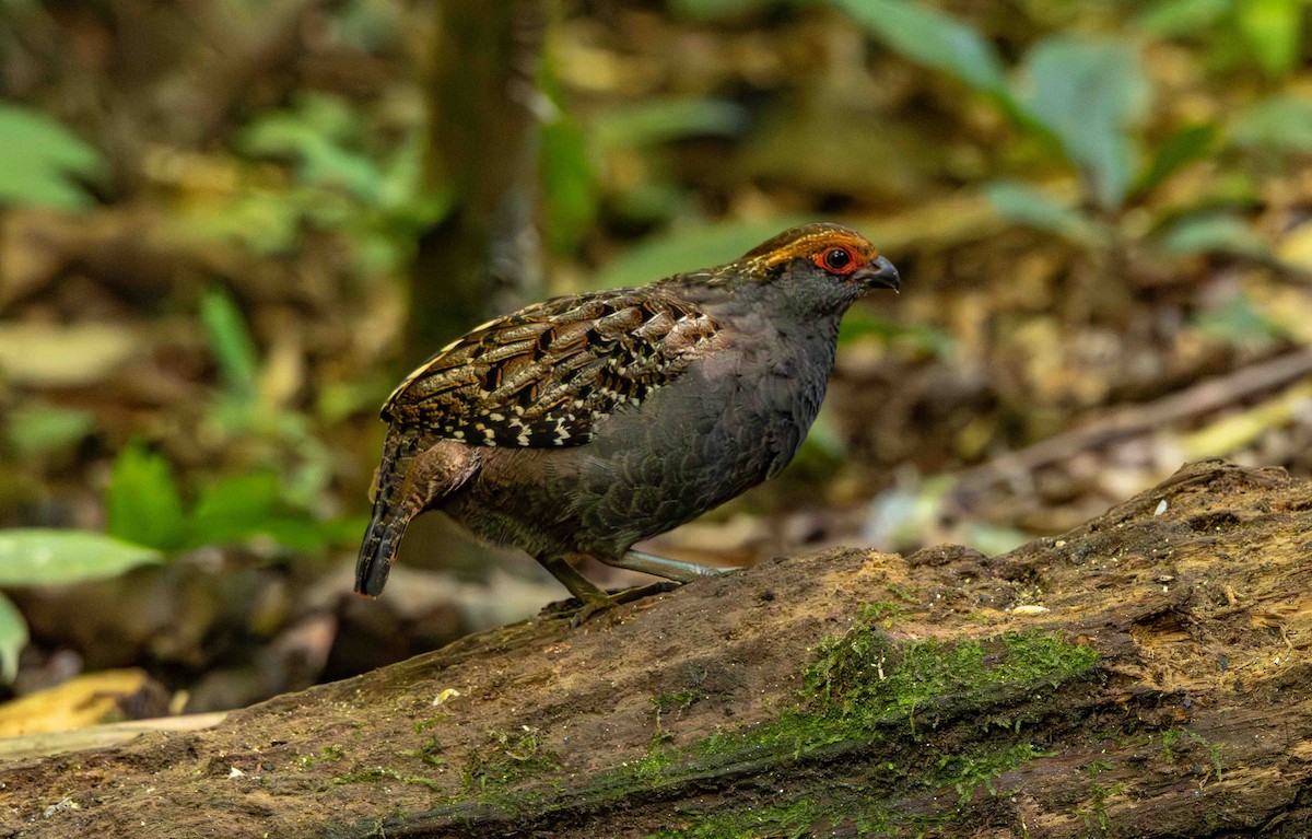 Токро бразильський - ML645159773