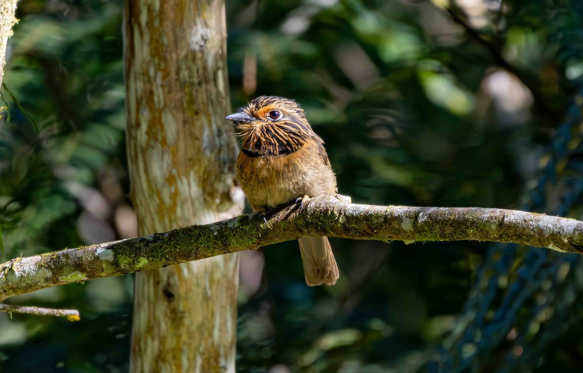 Таматія біловола - ML645159776