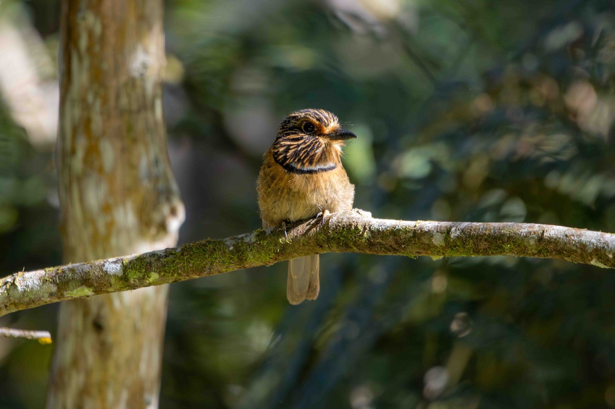Таматія біловола - ML645159777