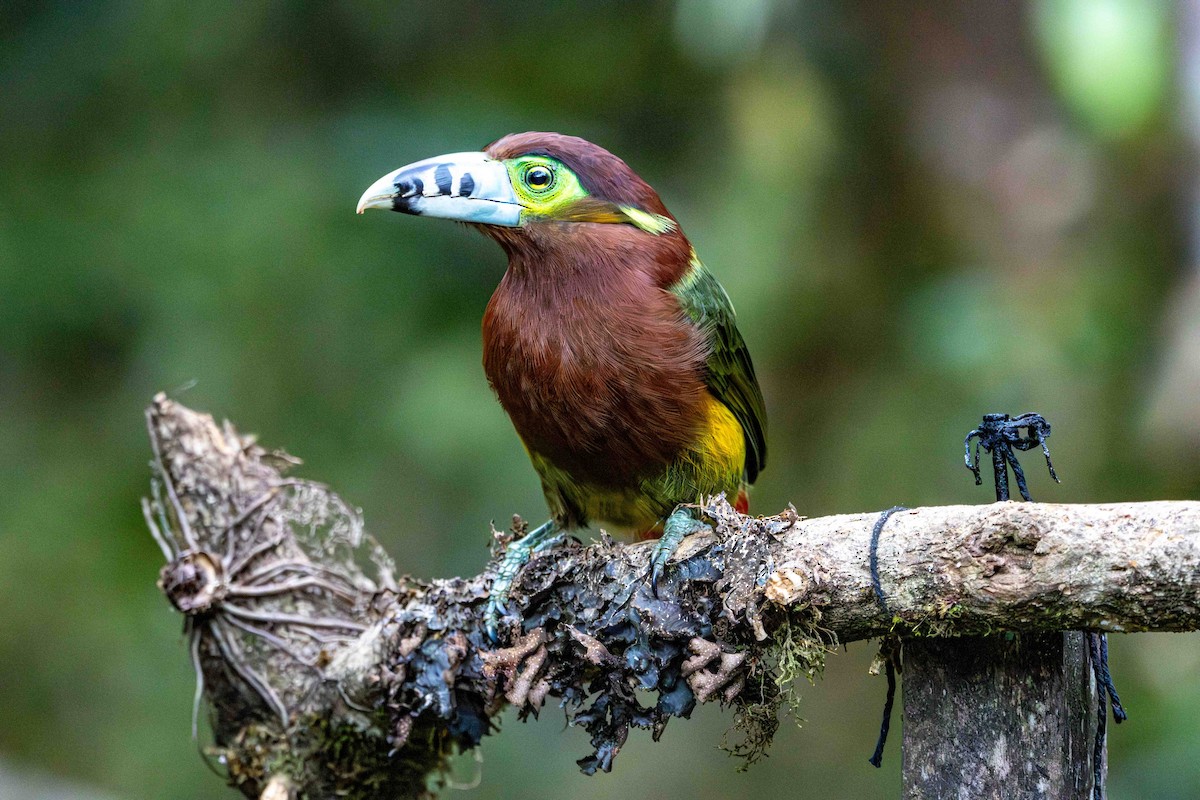 Тукан смугастодзьобий - ML645159785