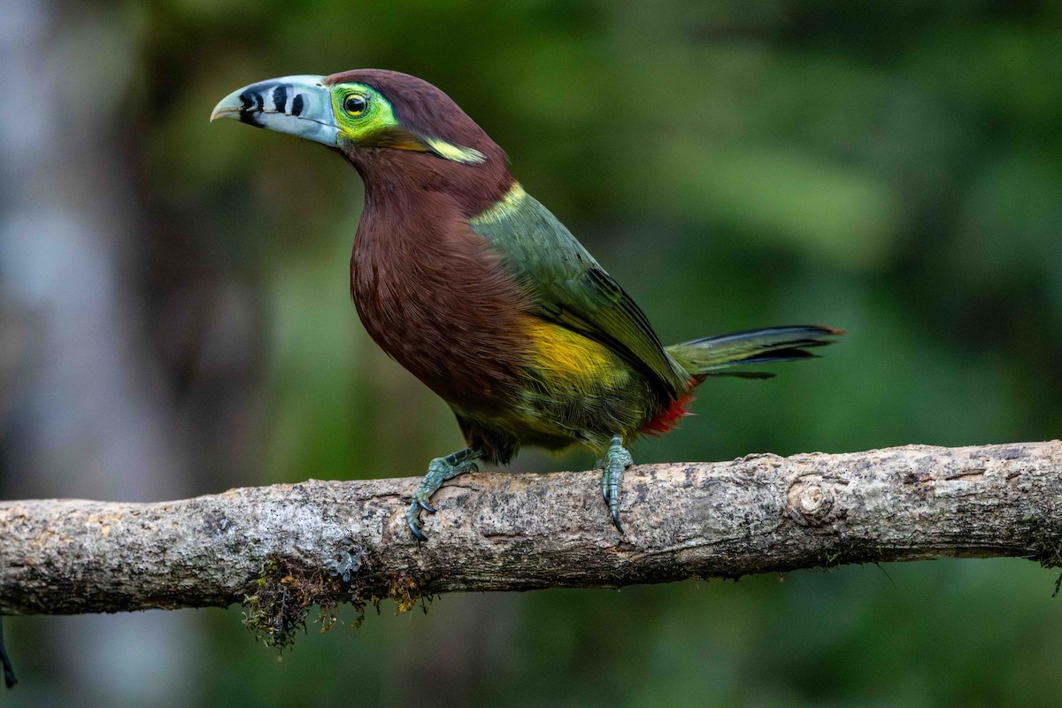 Тукан смугастодзьобий - ML645159786