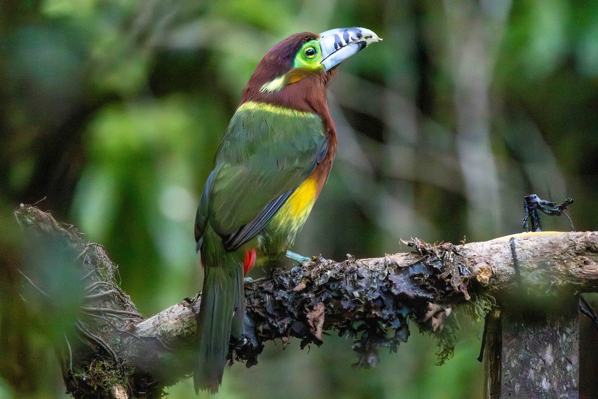 Тукан смугастодзьобий - ML645159787