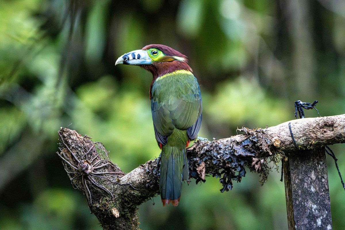 Тукан смугастодзьобий - ML645159788