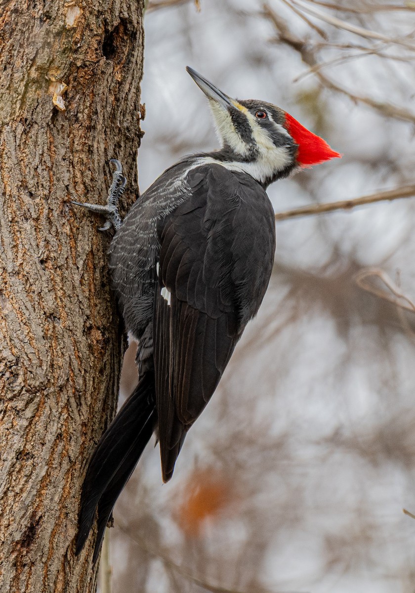 エボシクマゲラ - ML645159793