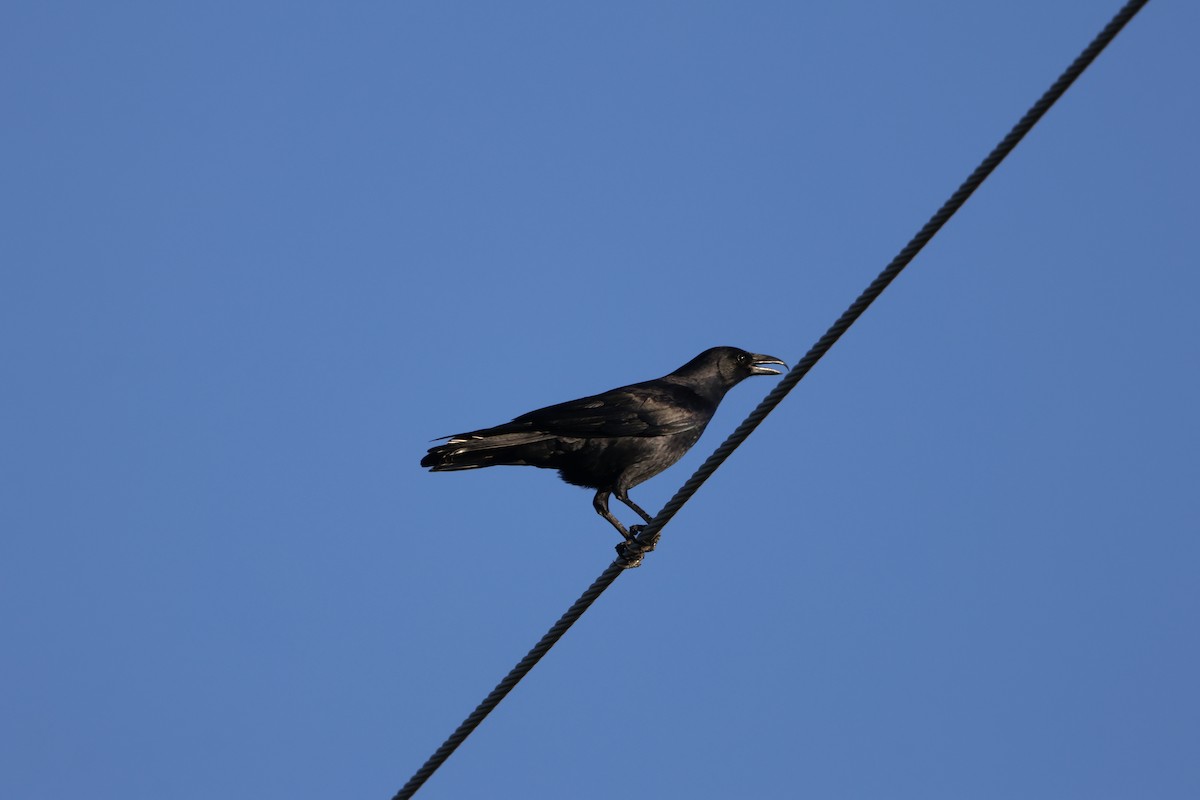 ウオガラス - ML645159794