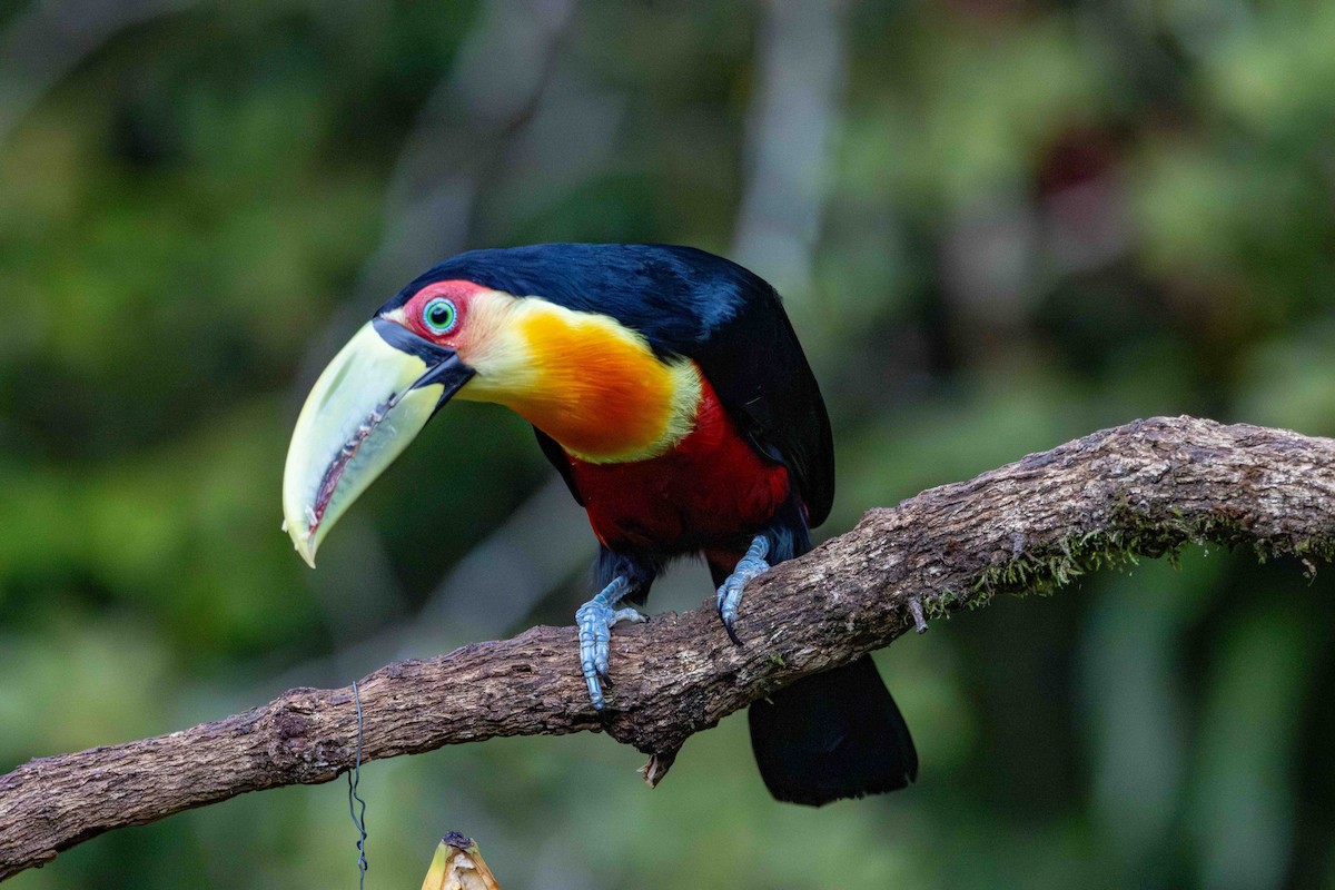 アオハシヒムネオオハシ - ML645159796