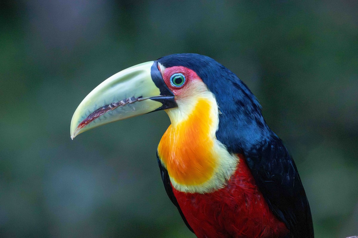 アオハシヒムネオオハシ - ML645159797